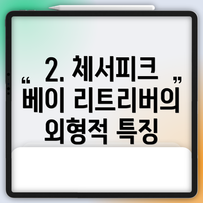 2. 체서피크 베이 리트리버의 외형적 특징