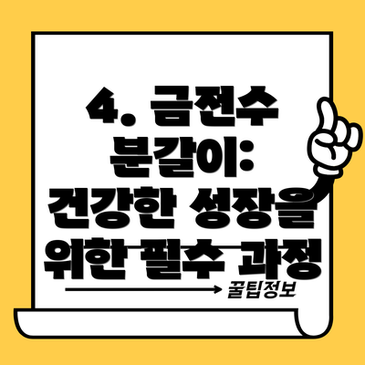 4. 금전수 분갈이:  건강한 성장을 위한 필수 과정