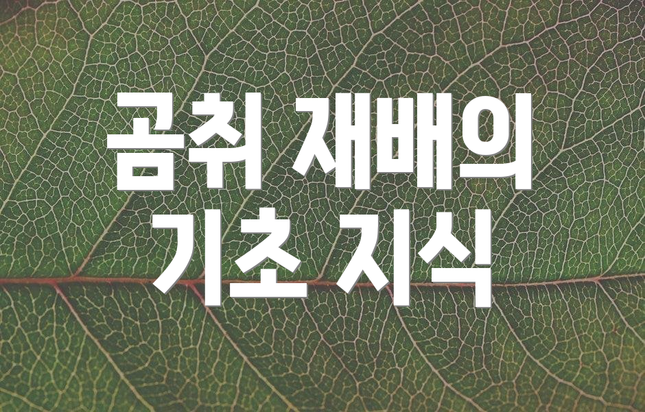 곰취 재배의 기초 지식